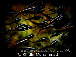 organize!..xp by Khidlir Muhammad 
